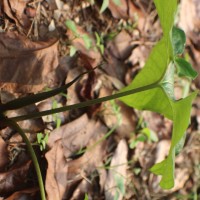 Typhonium trilobatum (L.) Schott